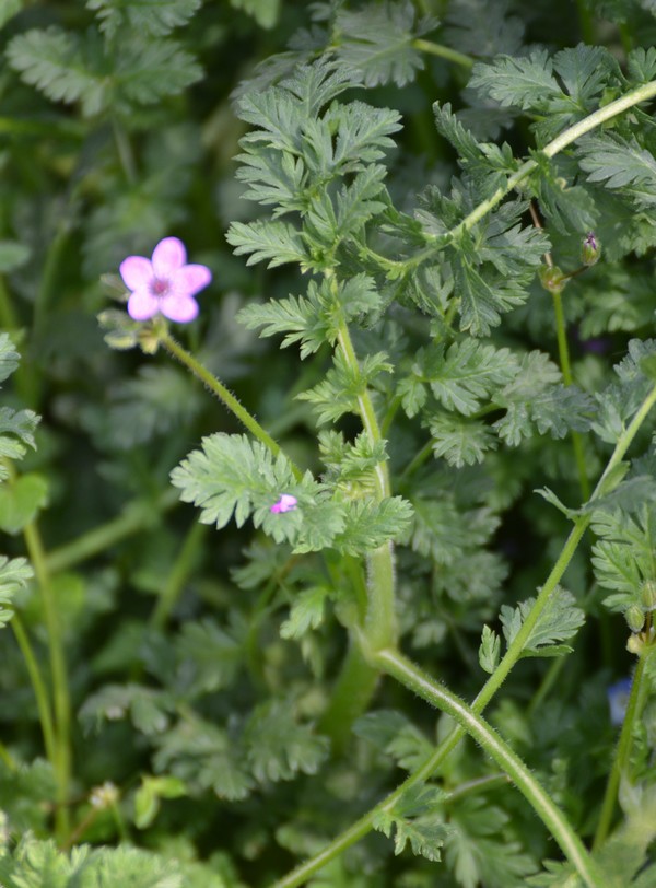 Geranium robertianum?  No, Erodium cicutarium